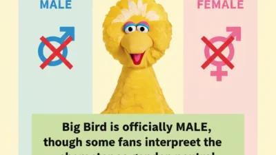 Is Big Bird a Boy or Girl